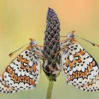 Butterflies, Beauty, and Inspiration
