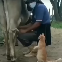 Smart kitty gets rewarded