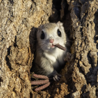 Comical Critter Clicks