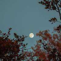 Full &quot;Pink&quot; Moon on the way