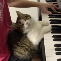 Music for catnapping