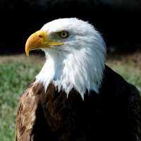 Male bald eagle moves from rock to chick