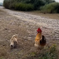 A cat and a rooster take a hike...