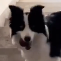 How an "only" dog plays catch