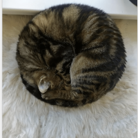Fascinating geometrical cats