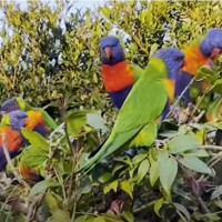 Birds of a feather