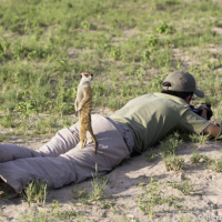 Meerkat Marvels