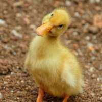 What We Can Learn From Animals