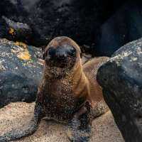 Seals once again thriving near San Francisco