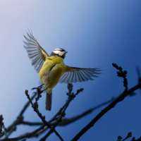 Spreading His Wings