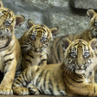 Exceptional babies