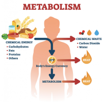Take these steps for a healthy metabolism.