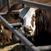 The meat industry&#039;s addiction to antibiotic use.