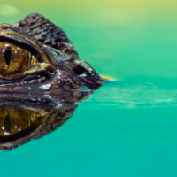 Love vs. Crocodile