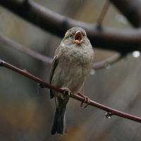 Stress is for the birds