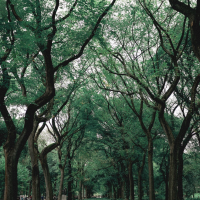 Trees, parks, and the aging process