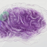 The Mind-Body Connection