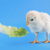 Lettuce—underrated no more