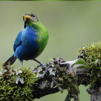 Half-male, half-female bird discovered