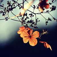 Beautiful Thoughts Are Free!