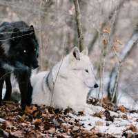 Two Wolves