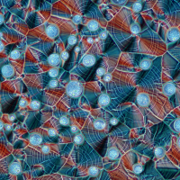 Nikon Small World Micrography Winners Exhibit