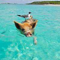 Pigs Hold Court Stirring Up Constitutional Crisis