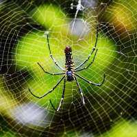 Notable Quotable: Anacharsis On Laws &amp; Spider Webs