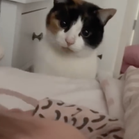Cats fall in love with their newborn human sibling