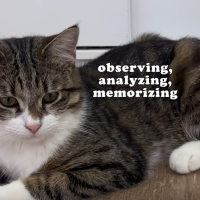 I.Q. Cats vs. Dogs