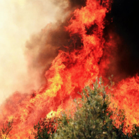 Wildfire Relief Efforts Stunted By ICE Arrests
