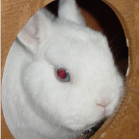 Who doesn&#039;t love a bunny?