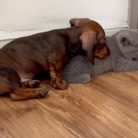 Puppy invades cat's boundaries