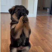 Puppy Obstacle Course