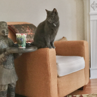 The ingenuity of cats