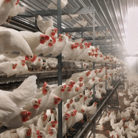 The Bird Flu Is Spreading