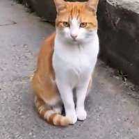 Cat Speaks Truth To Power