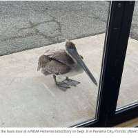 Did Love Guide A Hurt Pelican To A Research Lab? 