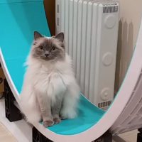 The Cat That Begs For Mama&#039;s Company