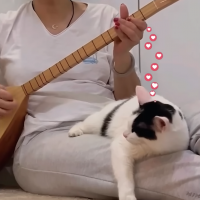 This cat only tolerates special songs