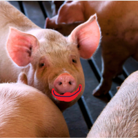 A Truth &amp; Consequence Of Putting Lipstick On A Pig
