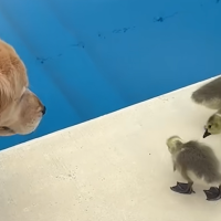 An Unusual Mom