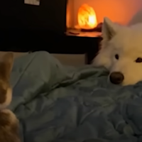 Archie gets a friend