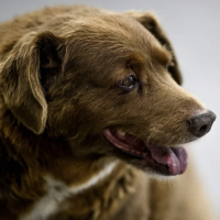 Bobi goes to Rainbow Bridge