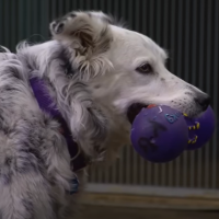 Smartest dog in the world