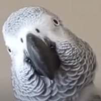 My name is Cosmo, what&#039;s yours?
