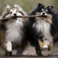 Winning Pup Pics