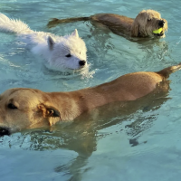 Doggie Dip Days