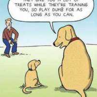 Listen-up young pup