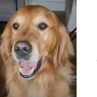 Hi, my name is Huxley...